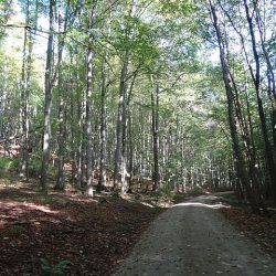Judarskogens naturreservat